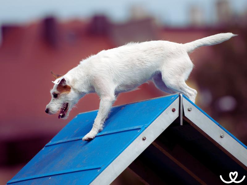 Psi-sporty-agility (7)